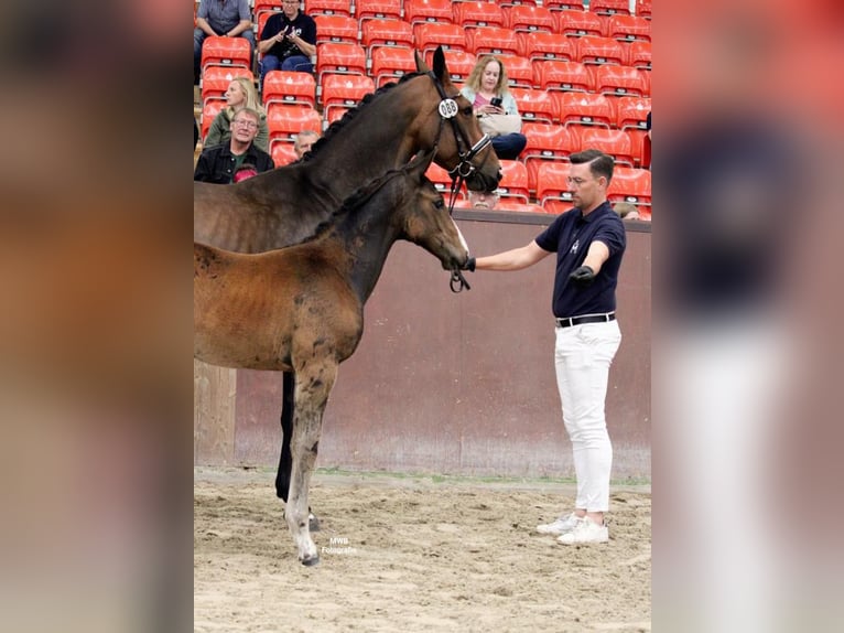 Mecklenburger Warmblut Stute Fohlen (04/2025) 145 cm Dunkelbrauner in Bresegard