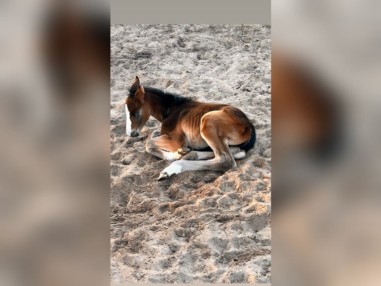 Mecklenburger Warmblut Stute Fohlen (04/2025) 145 cm Dunkelbrauner in Bresegard