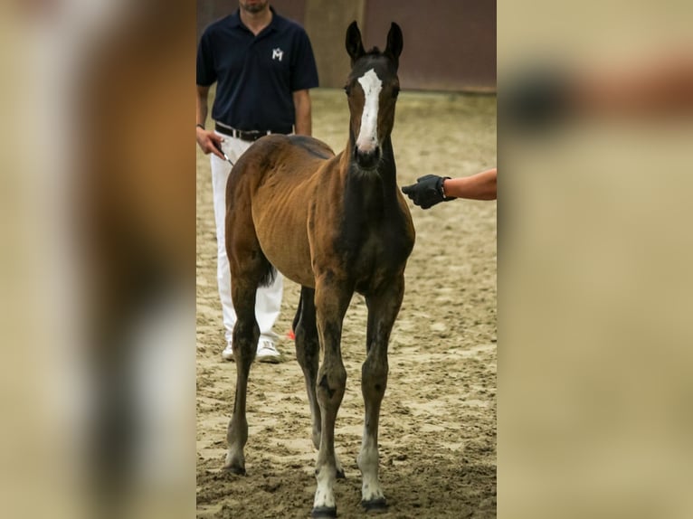 Mecklenburger Warmblut Stute Fohlen (04/2025) 145 cm Dunkelbrauner in Bresegard