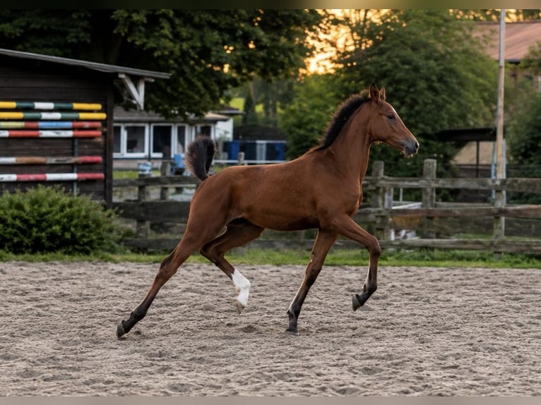 Mecklenburger Warmblut Stute Fohlen (03/2026) 162 cm Brauner in WarnowKleinRaden