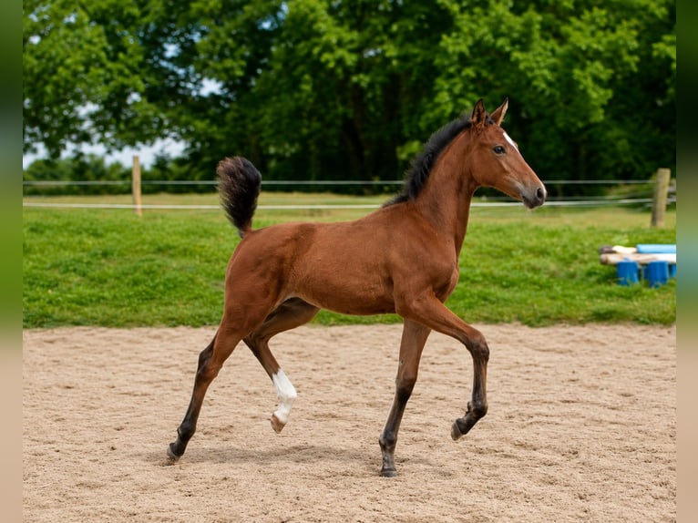 Mecklenburger Warmblut Stute Fohlen (03/2026) 162 cm Brauner in WarnowKleinRaden