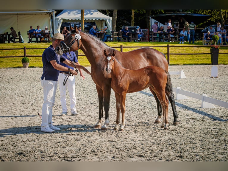 Mecklenburger Warmblut Stute Fohlen (04/2026) 165 cm Brauner in Blumenholz