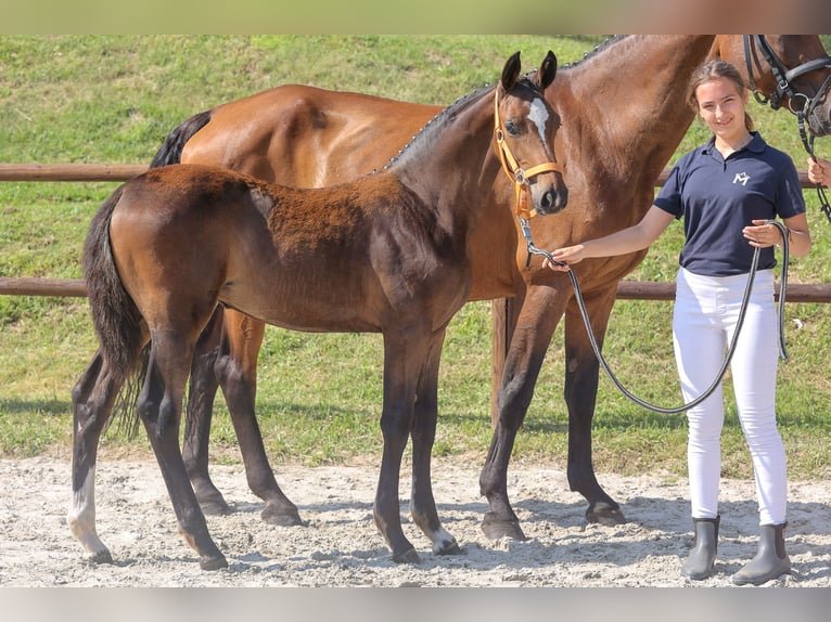 Mecklenburger Warmblut Stute Fohlen (03/2024) 165 cm Brauner in Fahrenwalde