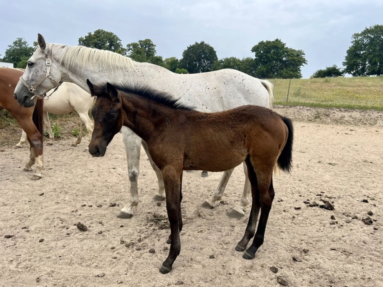 Mecklenburger Warmblut Stute Fohlen (04/2025) 165 cm Schimmel in Satow