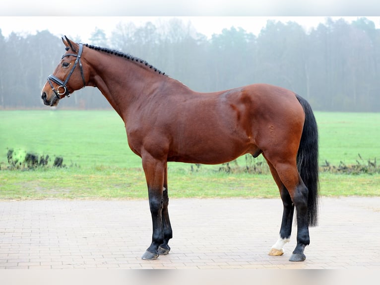 Mecklenburger Warmblut Stute Fohlen (04/2025) 165 cm Schimmel in Satow