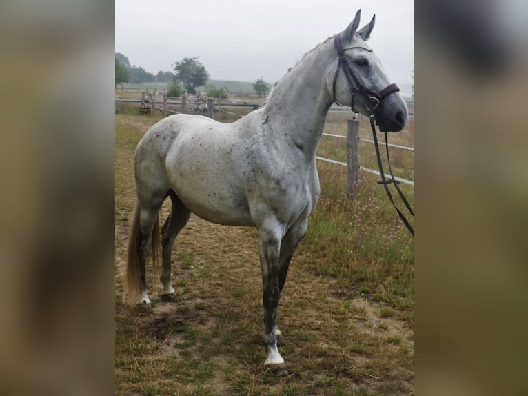 Mecklenburger Warmblut Stute Fohlen (04/2025) 165 cm Schimmel in Satow