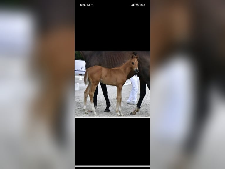 Mecklenburger Warmblut Stute Fohlen (06/2025) 170 cm Dunkelfuchs in Langsdorf