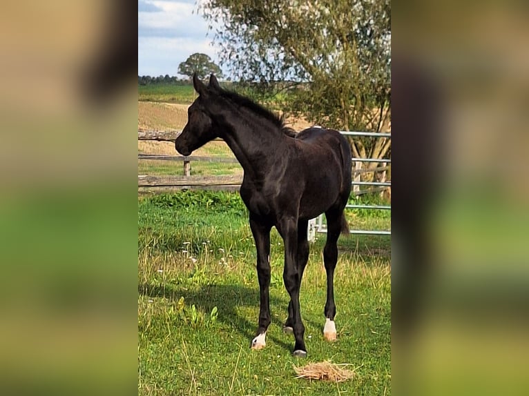 Mecklenburger Warmblut Stute Fohlen (05/2025) 170 cm Rappe in Blowatz