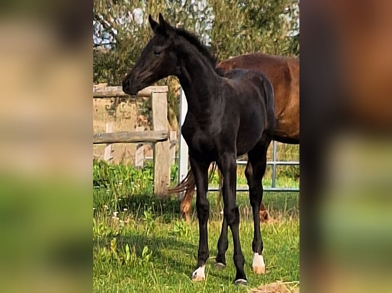 Mecklenburger Warmblut Stute Fohlen (05/2025) 170 cm Rappe in Blowatz