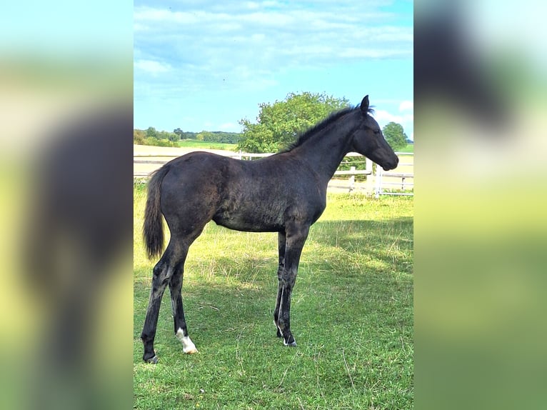 Mecklenburger Warmblut Stute Fohlen (05/2025) 170 cm Rappe in Hageb&#xF6;k