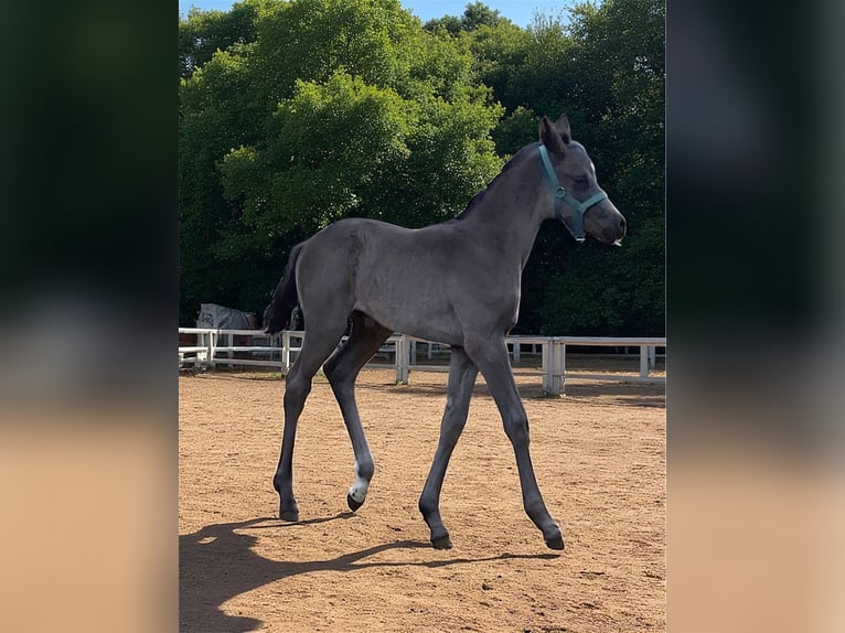 Mecklenburger Warmblut Stute  170 cm Rappe in Hageb&#xF6;k