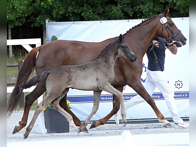 Mecklenburger Warmblut Stute Fohlen (05/2025) 170 cm Rappe in Hageb&#xF6;k