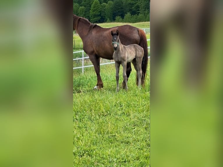 Mecklenburger Warmblut Stute  170 cm Rappe in Hageb&#xF6;k