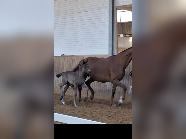 Mecklenburger Warmblut Stute  170 cm Rappe in Hageb&#xF6;k