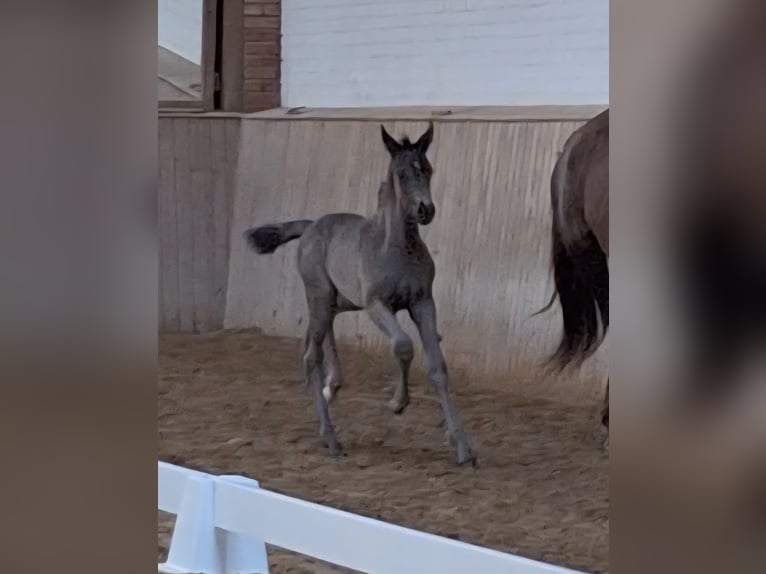 Mecklenburger Warmblut Stute  170 cm Rappe in Hageb&#xF6;k