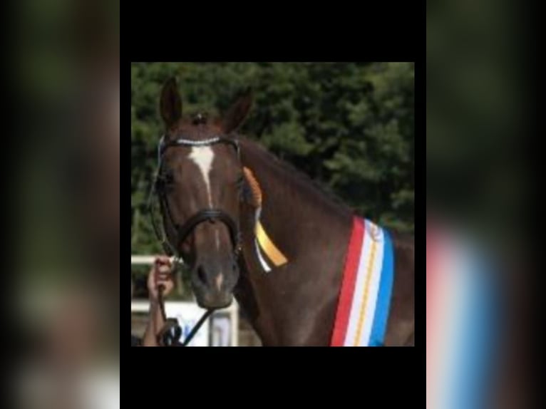 Mecklenburger Warmblut Stute  170 cm Rappe in Hageb&#xF6;k