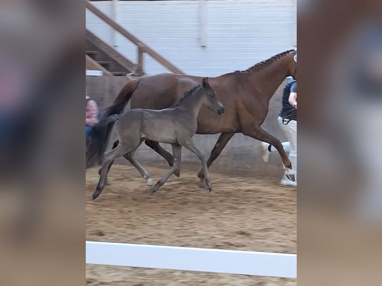 Mecklenburger Warmblut Stute  170 cm Rappe in Hageb&#xF6;k