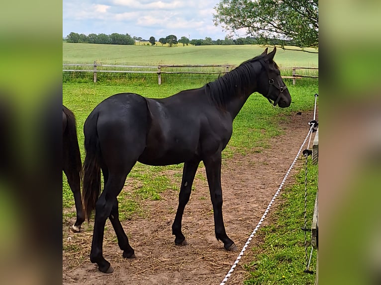 Mecklenburger Warmblut Stute  170 cm Rappe in Hageb&#xF6;k