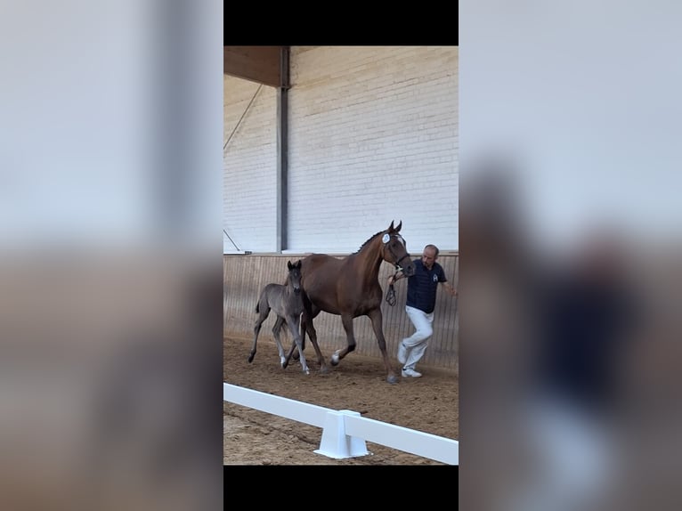 Mecklenburger Warmblut Stute  170 cm Rappe in Hageb&#xF6;k