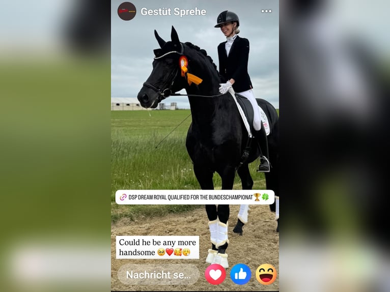 Mecklenburger Warmblut Stute  170 cm Rappe in Hageb&#xF6;k