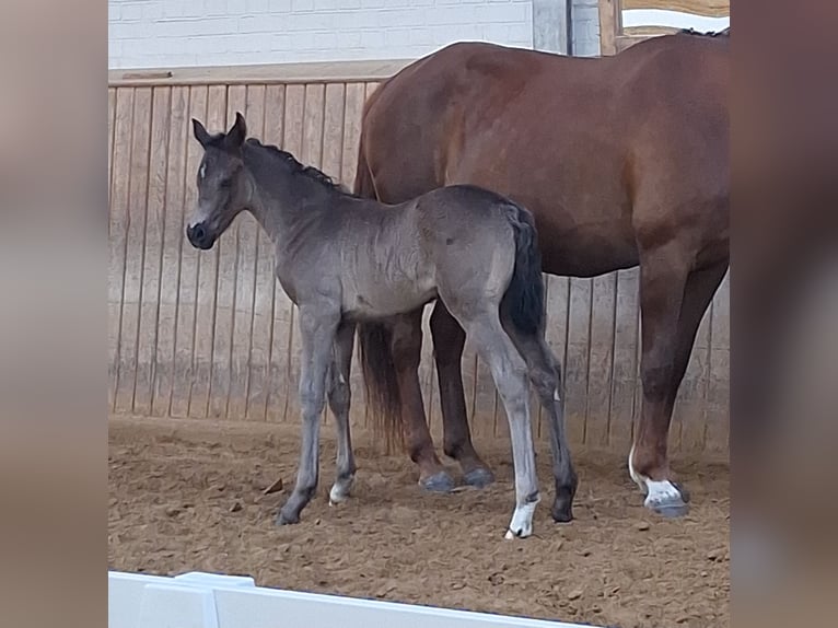 Mecklenburger Warmblut Stute  170 cm Rappe in Hageb&#xF6;k
