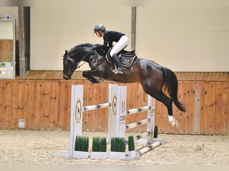 Mecklenburger Warmblut Stute Fohlen (04/2024) 175 cm Schimmel in Wyszków