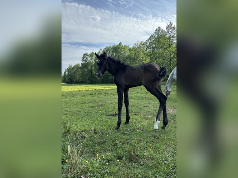 Mecklenburger Warmblut Stute Fohlen (04/2024) 175 cm Schimmel in Wyszków