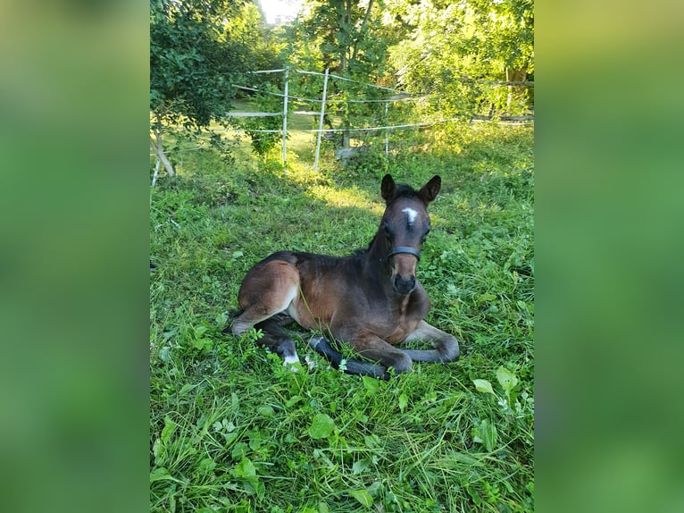 Mecklenburger Warmblut Stute Fohlen (07/2026) Brauner in Luckau