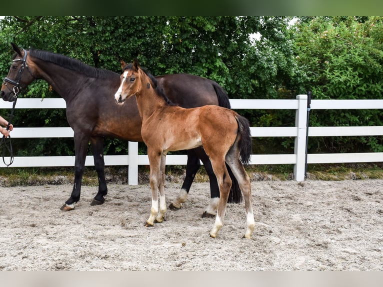 Mecklenburger Warmblut Stute Fohlen (04/2026) Dunkelbrauner in Insel Usedom