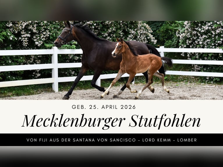 Mecklenburger Warmblut Stute Fohlen (04/2026) Dunkelbrauner in Insel Usedom