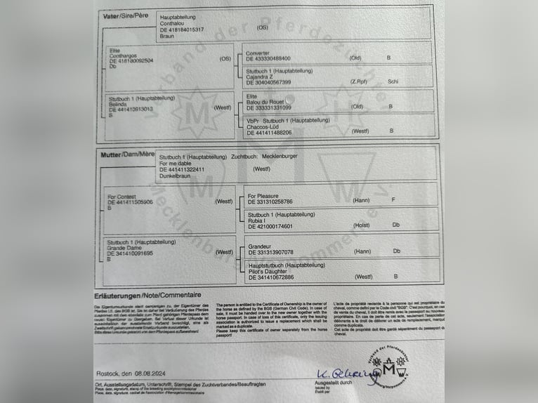 Mecklenburger Warmblut Stute Fohlen (04/2024) Dunkelbrauner in Loddin