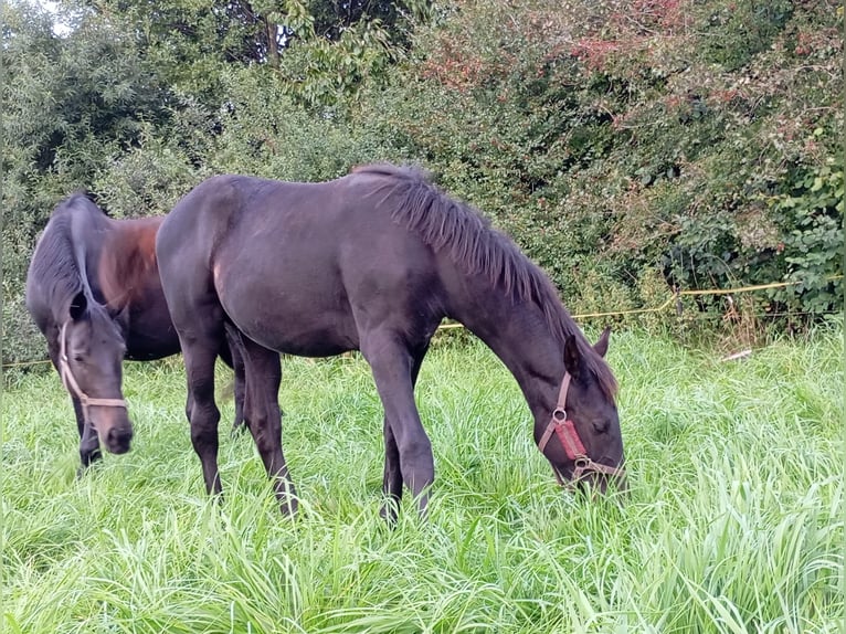 Mecklenburger Warmblut Stute Fohlen (05/2025) Rappe in Eixen