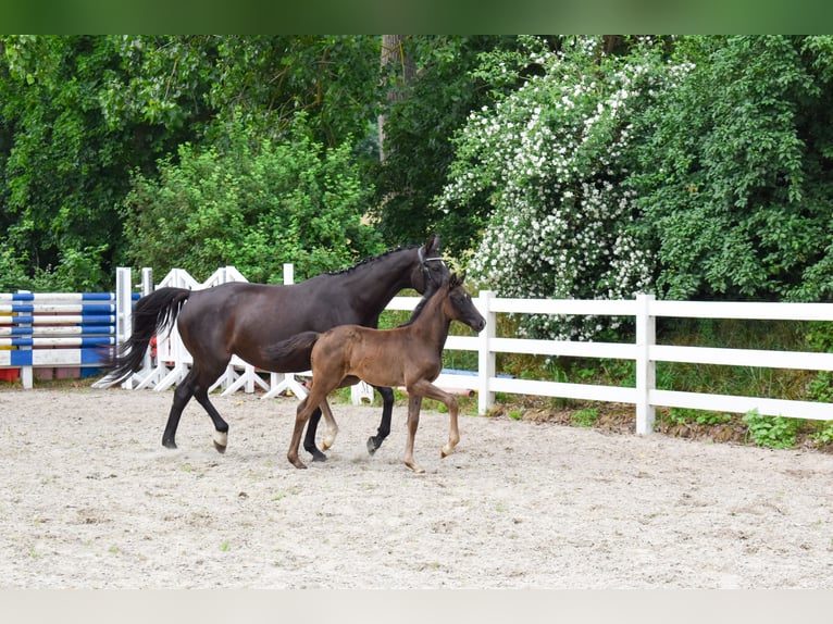 Mecklenburger Warmblut Stute Fohlen (04/2026) Rappe in Insel Usedom