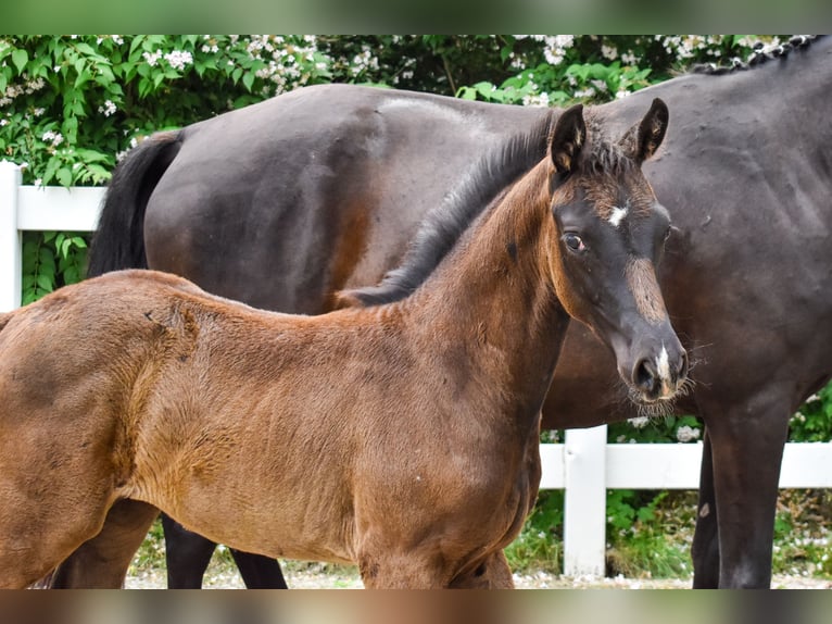 Mecklenburger Warmblut Stute Fohlen (04/2026) Rappe in Insel Usedom