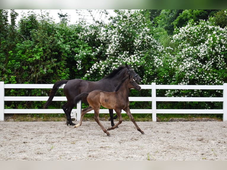 Mecklenburger Warmblut Stute Fohlen (04/2026) Rappe in Insel Usedom
