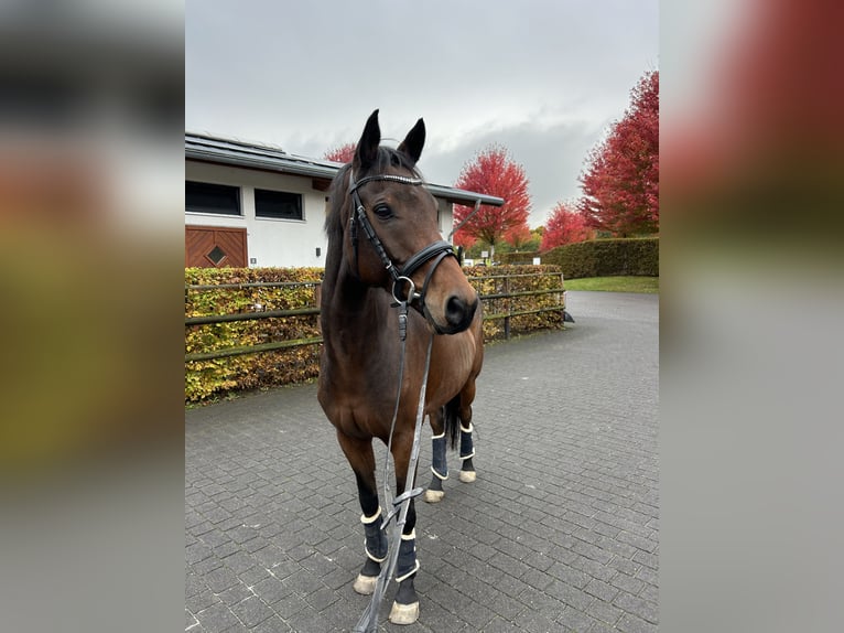 Mecklenburger Warmblut Wallach 10 Jahre 160 cm Dunkelbrauner in Mendig