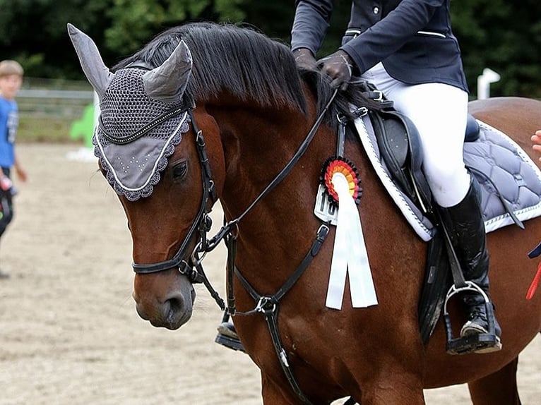 Mecklenburger Warmblut Wallach 10 Jahre 162 cm Brauner in Rackwitz