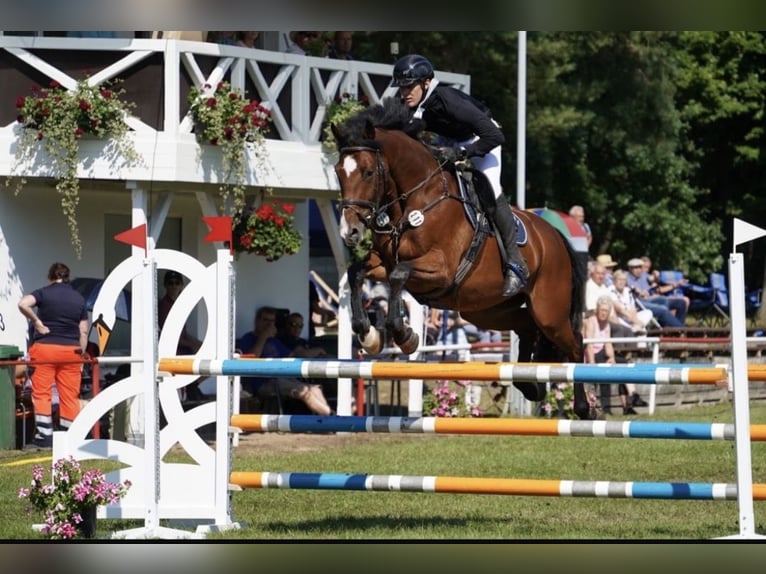 Mecklenburger Warmblut Wallach 10 Jahre 167 cm Hellbrauner in Pasewalk