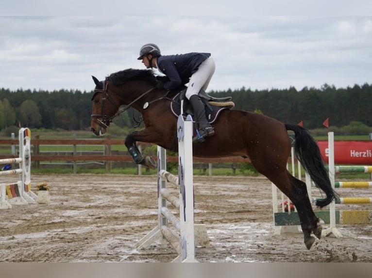 Mecklenburger Warmblut Wallach 10 Jahre 167 cm Hellbrauner in Pasewalk