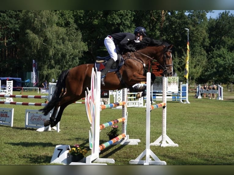 Mecklenburger Warmblut Wallach 10 Jahre 167 cm Hellbrauner in Pasewalk