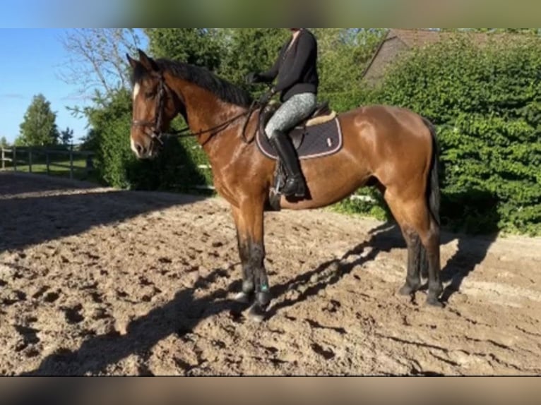 Mecklenburger Warmblut Wallach 10 Jahre 167 cm Hellbrauner in Pasewalk