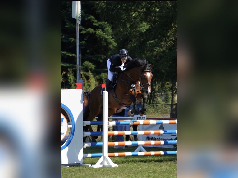 Mecklenburger Warmblut Wallach 10 Jahre 167 cm Hellbrauner in Pasewalk