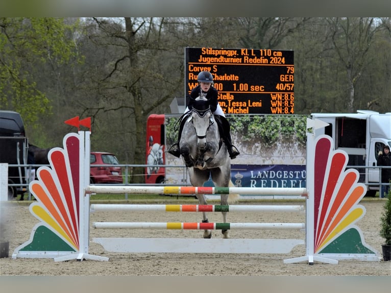 Mecklenburger Warmblut Wallach 10 Jahre 168 cm Schimmel in Belsch