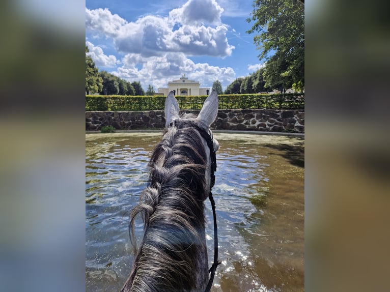 Mecklenburger Warmblut Wallach 10 Jahre 168 cm Schimmel in Belsch