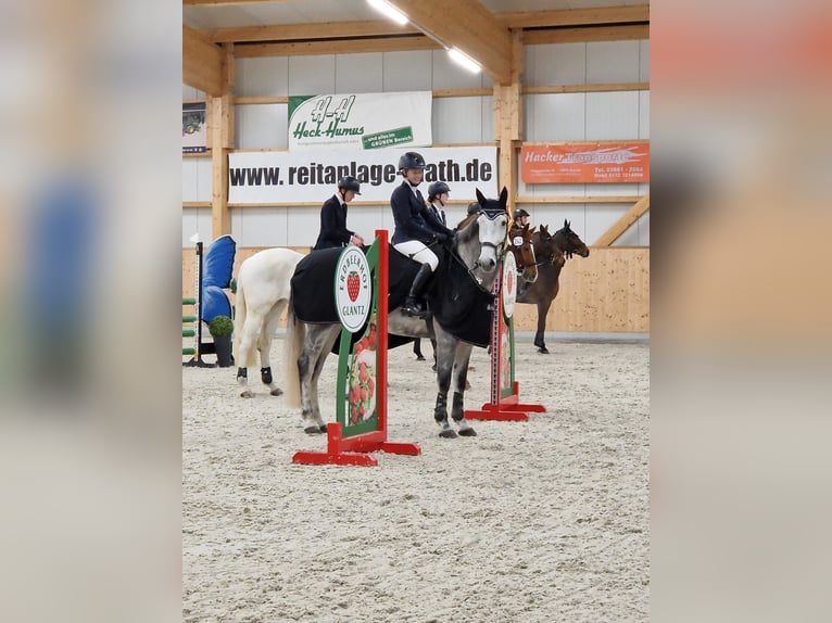 Mecklenburger Warmblut Wallach 10 Jahre 168 cm Schimmel in Belsch
