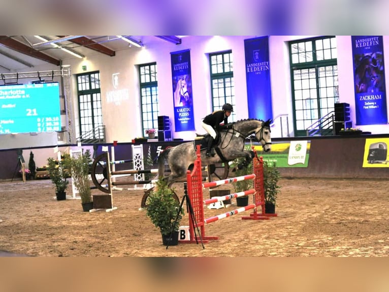 Mecklenburger Warmblut Wallach 10 Jahre 168 cm Schimmel in Belsch