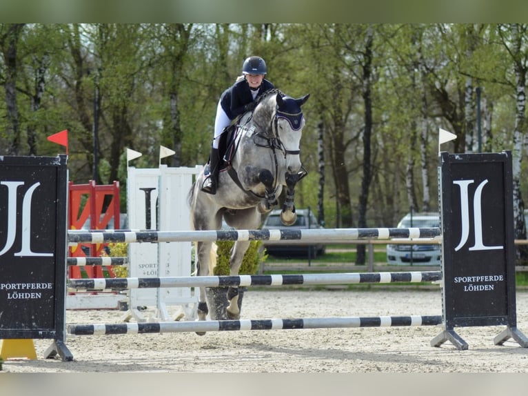 Mecklenburger Warmblut Wallach 10 Jahre 168 cm Schimmel in Belsch