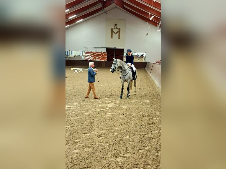 Mecklenburger Warmblut Wallach 10 Jahre 168 cm Schimmel in Belsch