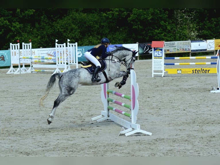 Mecklenburger Warmblut Wallach 10 Jahre 168 cm Schimmel in Belsch