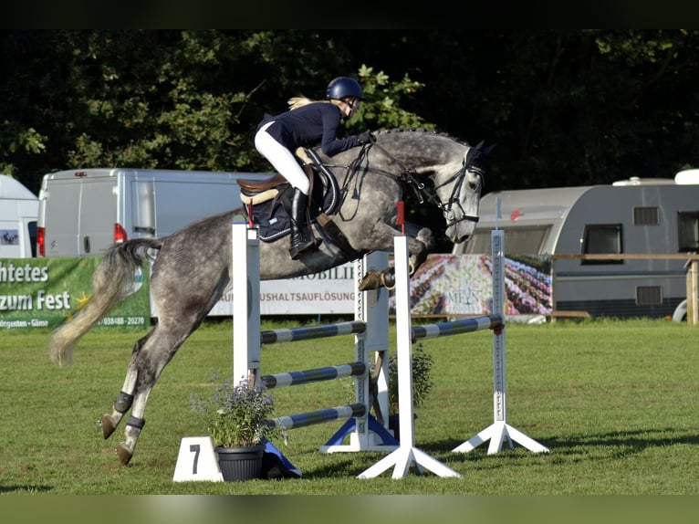 Mecklenburger Warmblut Wallach 10 Jahre 168 cm Schimmel in Belsch